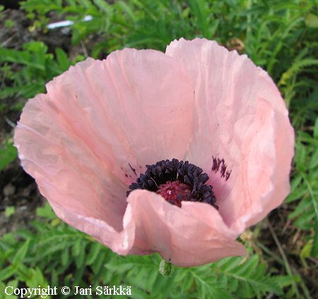 Papaver Orientale-Ryhm 'Prinzessin Victoria Louise', tarhaidnunikko